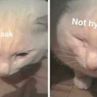 cat labeled "it's always wyd" in the image on the left and on the right the same cat is labeled "never hwd" 