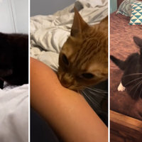 Mother I Crave Violence