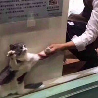 Cat Being Dragged From Window