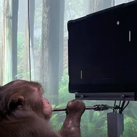 Neuralink Monkey playing Pong from the photoshop and exploitable meme format.