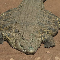 flat alligator