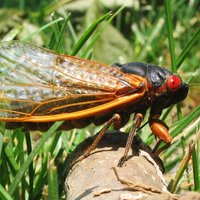 A cicada perched on a branch amongst grass.