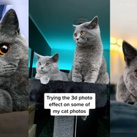 3D Photo Trend / Phonky Town depicting three images of cats using the visual effect on TikTok.