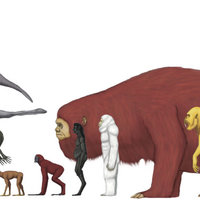 Speculative Evolution