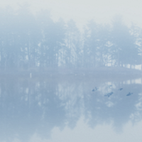SCP-2316 SCP-2316 depicting a photo of a foggy lake and strip of land with trees in the distance.