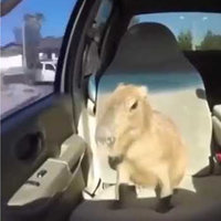 Ok I Pull Up meme example depicting a capybara in the front seat of a car.