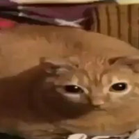 Gwa Gwa meme depicting a large fat and oramge cat staring into the camera.