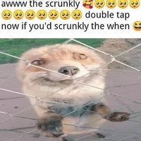 Awww The Scrunkly meme format depicting an example of the copypasta above an image of a fox standing on a fence smiling into the camera.