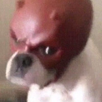 Daredevil Dog meme depicting a dog wearing a daredevil mask looking into the camera.