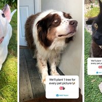 We'll Plant One Tree For Every Pet Picture depicting various pets and the one tree per pet picture text.