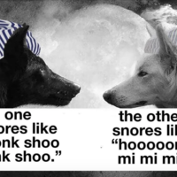 Honk Shoo / Honk Mimimi Wolves honk shoo honk mimimi meme example.
