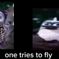 Two Birds On A Wire Two Birds On A Wire meme with the caption "one tries to fly."