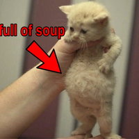 Full of Soup Cat