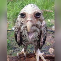 Wet Owl Wet Owl meme format and template depicting a drenched owl looking sadly into the camera.