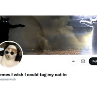 Memes I Wish I Could Tag My Cat In