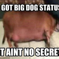 Big Dog Status meme format and example depicting an large fat dog laying on its side.