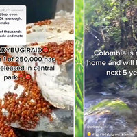 Ladybug Raid TikTok viral video.