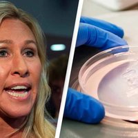 Peach Tree Dish meme marjorie taylor greene petri dish.