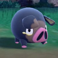 Lechonk Lechonk pokemon pig from scarlet and violet.