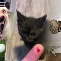 Animals Going Goblin Mode