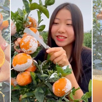 White Powdered Oranges White Powdered Oranges TikTok viral video.
