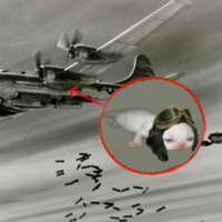 Red Circle Perpetrators