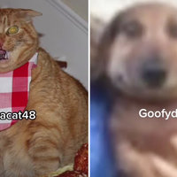 'Adjective + Animal + Number' TikTok Accounts pastacat48 TikTok