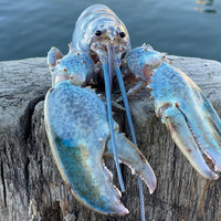 Blue Lobster Blue Lobster Meme Jumpscare Funny iFunny.