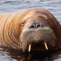 Freya the Walrus swimming in the water. 