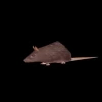 Horizontally Spinning Rat meme and gif.