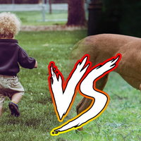 Pitbulls vs. Toddlers Pitbulls Toddlers memes.