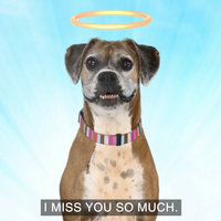 I’m In Heaven Now! So Sorry I Died. I Miss You So Much / Nathan For You's "Dog Heaven" Nathan For You Dog Heaven I’m In Heaven Now So Sorry I Died I Miss You So Much TikTok Trend