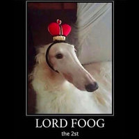 Lord Foog the 2st Lord Foog the 2st TikTok Trend and Borzoi Dog with Long Nose and Crown