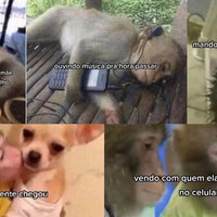 Violent Crimes (TikTok Photo Slideshow Trend) An image of some monkeys photographed in the violent crimes trend.