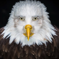 Staring Eagle with handsome human man face meme from Tiktok