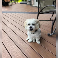 So Wake Me Up Dog TikTok