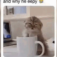 And Why He Eepy meme depicting a sleepy kitten leaning over a mug.