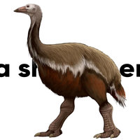 I'm The Biggest Bird I'm Da Biggest Bird TikTok Soundcloud.