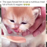 The Opps Forced Him Cats and Dogs memes on TikTok