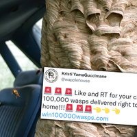 100,000 Wasps Giveaway