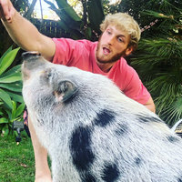 Logan Paul's Abandoned Pig Pearl YouTuber logan paul pictured with his mini pig pearl.