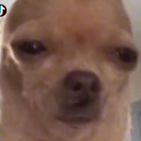 Don't Stay Awake (Dog)