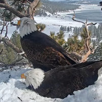 Jackie and Shadow / Big Bear Bald Eagle Live Cam Big Bear Bald Eagle Live Cam.