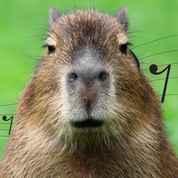 Capybara Song TikTok