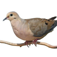 Bird Sounds TikTok Sound Effect