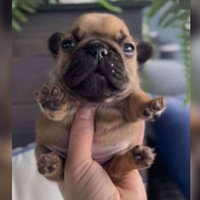 Handheld Pupper / Geeble Handheld Pupper meme depicting a small puppy being held in someone's hand.