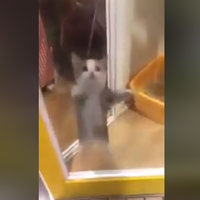 Image from the Happy Happy Happy Cat original clip