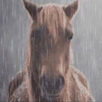 Horse in the Rain meme