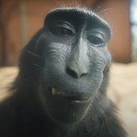 Related Sub-entries for Monkeys / Apes | Know Your Meme