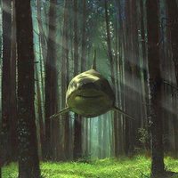 Shark In The Woods Flying Shark In The Woods meme